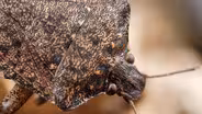 Samurai Wasps Say 'Smell Ya Later, Stink Bugs'