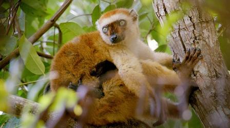 Video thumbnail: Nature Lemurs' Jungle Pharmacy