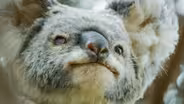 Male Koalas Battle over a Female