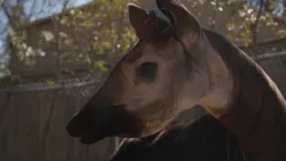 Okapi