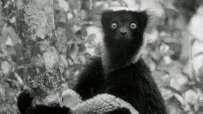 Young David Attenborough Records First Lemur Sounds