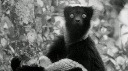 Video thumbnail: Nature Young David Attenborough Records First Lemur Sounds