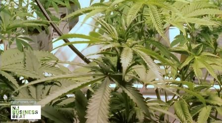 Marijuana: The business behind the plant