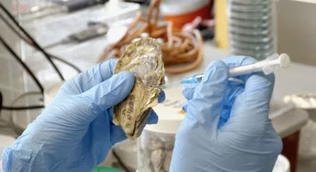 Oysters and Genetics