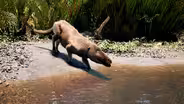 The whale that could walk