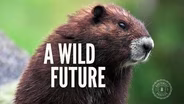 The Wilder Institute: Saving Species Through Community Conservation