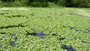 Aquatic Weeds