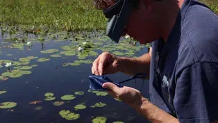 Newly Discovered Species Found Only in Lake Jackson