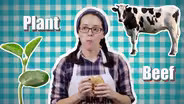 Burger Brawl: Plant Protein Vs Meat