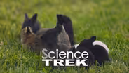 Rabbits: A Bunny Bonanza