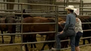 Wild Horse and Burro Adoption Event