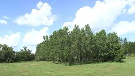 Video thumbnail: Show-Me Ag The Center for Agroforestry