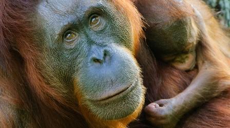 Video thumbnail: Islands of Wonder Indah the Orangutan and Her Treatment for Arthritis
