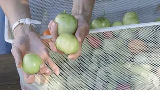 How to Save and Ripen Green Tomatoes