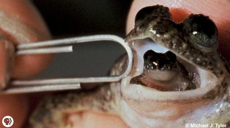 Video thumbnail: Gross Science Meet The Frog That Barfs Up Its Babies