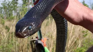 Releasing Dozens of Eastern Indigo Snakes