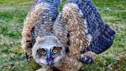 Wild Bird Rehabilitation