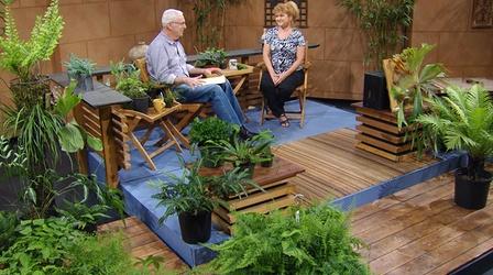 Video thumbnail: Central Texas Gardener Fantastic Ferns for Indoors & Garden