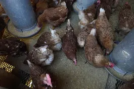 Avian flu strain shows transmissibility among mammals