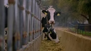 Cow Burps