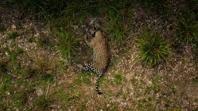 Collaring a Big Male Jaguar in the Pantanal, Brazil