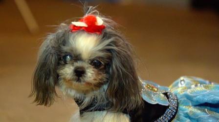 Video thumbnail: You Oughta Know Philadelphia Designer Wows with Canine Couture