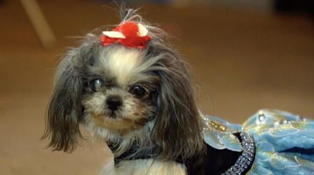 Video thumbnail: You Oughta Know Philadelphia Designer Wows with Canine Couture