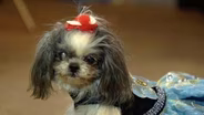 Philadelphia Designer Wows with Canine Couture