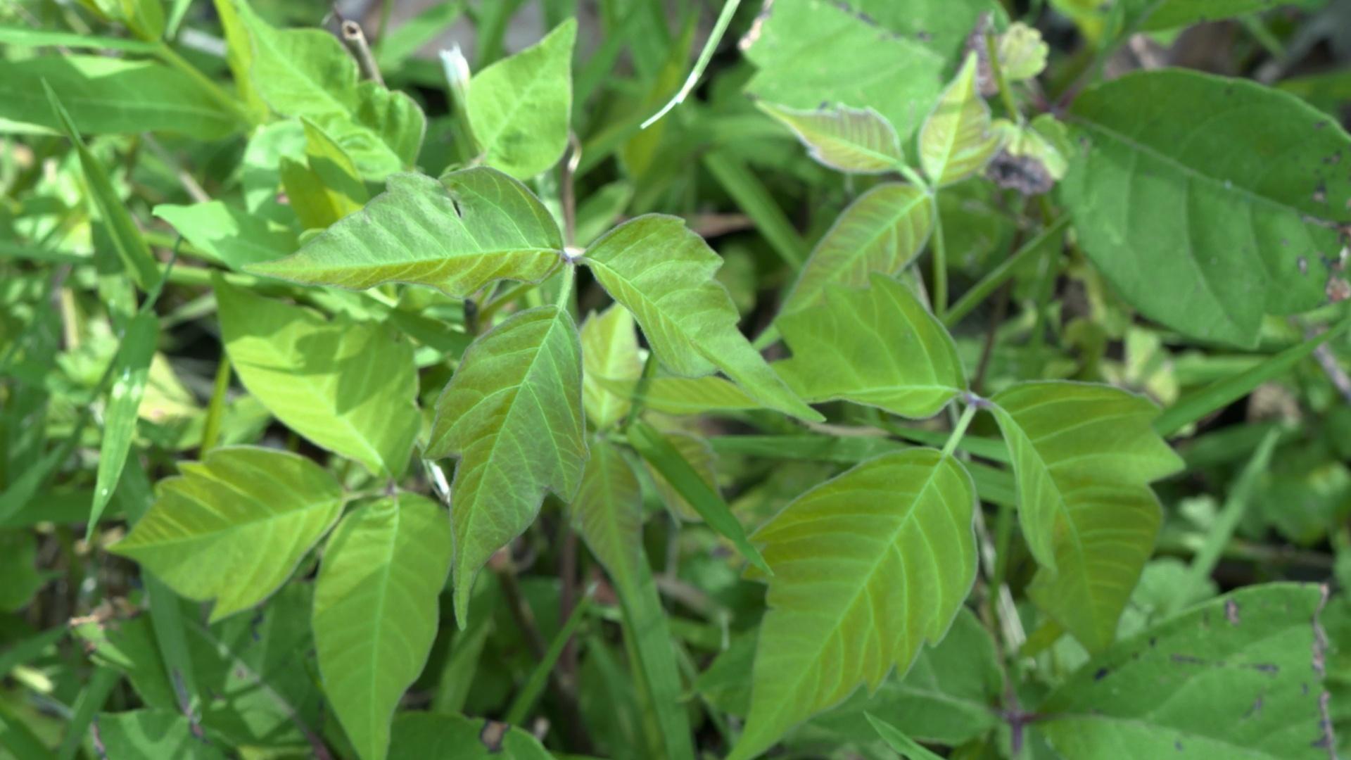 Poison Ivy – Wisconsin Horticulture