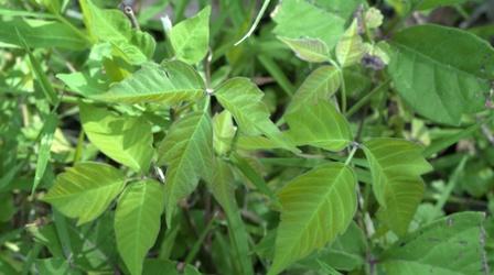Video thumbnail: Backyard Farmer Ivy Identification & Damaged Evergreens