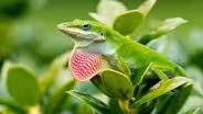 Green Anole