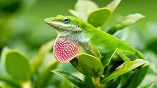 Green Anole