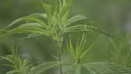 Growth of THC Edibles