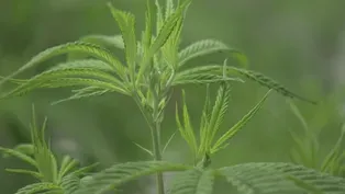 Growth of THC Edibles