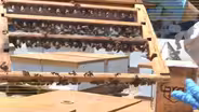 Friends of KIXE: Olivarez Honey Bees