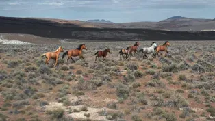 Wild Horses and Public Lands: Nevada's Living Legacy Promo
