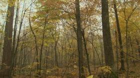 Video thumbnail: Here and Now Should The Forestry Mill Tax Get Axed?