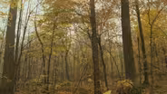 Should The Forestry Mill Tax Get Axed?
