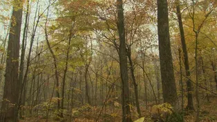 Should The Forestry Mill Tax Get Axed?