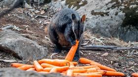Video thumbnail: PBS NewsHour Australians rush to rescue wildlife imperiled by bushfires