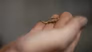 Creature Clip: Madagascan Dwarf Chameleon