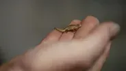 Creature Clip: Madagascan Dwarf Chameleon