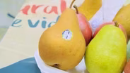 Washington Pears