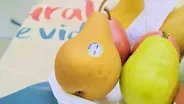 Washington Pears