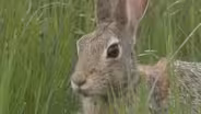 Eastern Cottontail - Sylvilagus floridanus
