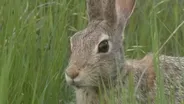 Eastern Cottontail - Sylvilagus floridanus
