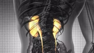 Urology: What You Need To Know