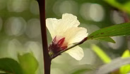 Harvesting Hibiscus & Lemongrass