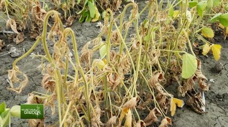 Video thumbnail: You Bet Your Garden You Bet Your Garden Ep: 138