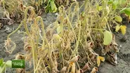 You Bet Your Garden Ep: 138